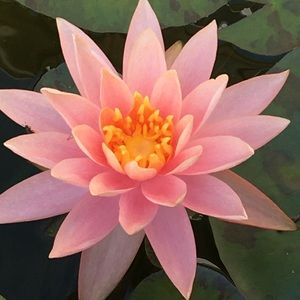 Meet your Posher, Shelly